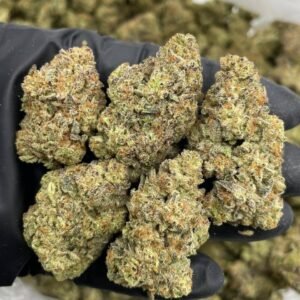 Biscotti Mintz Strain