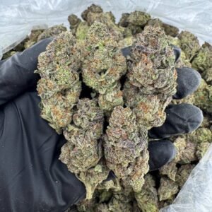 Jungle Cake Strain